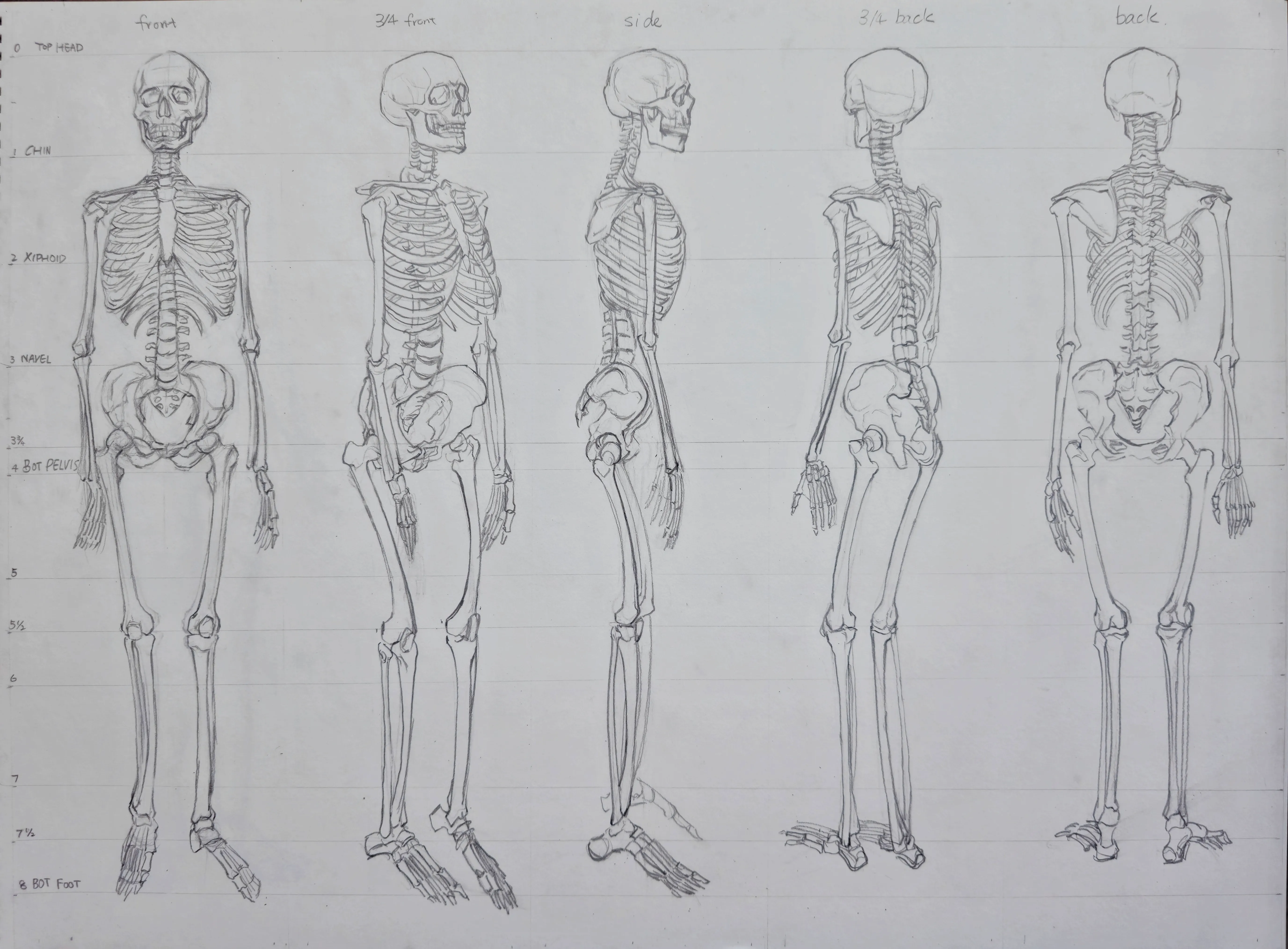 Anatomy Drawing 1