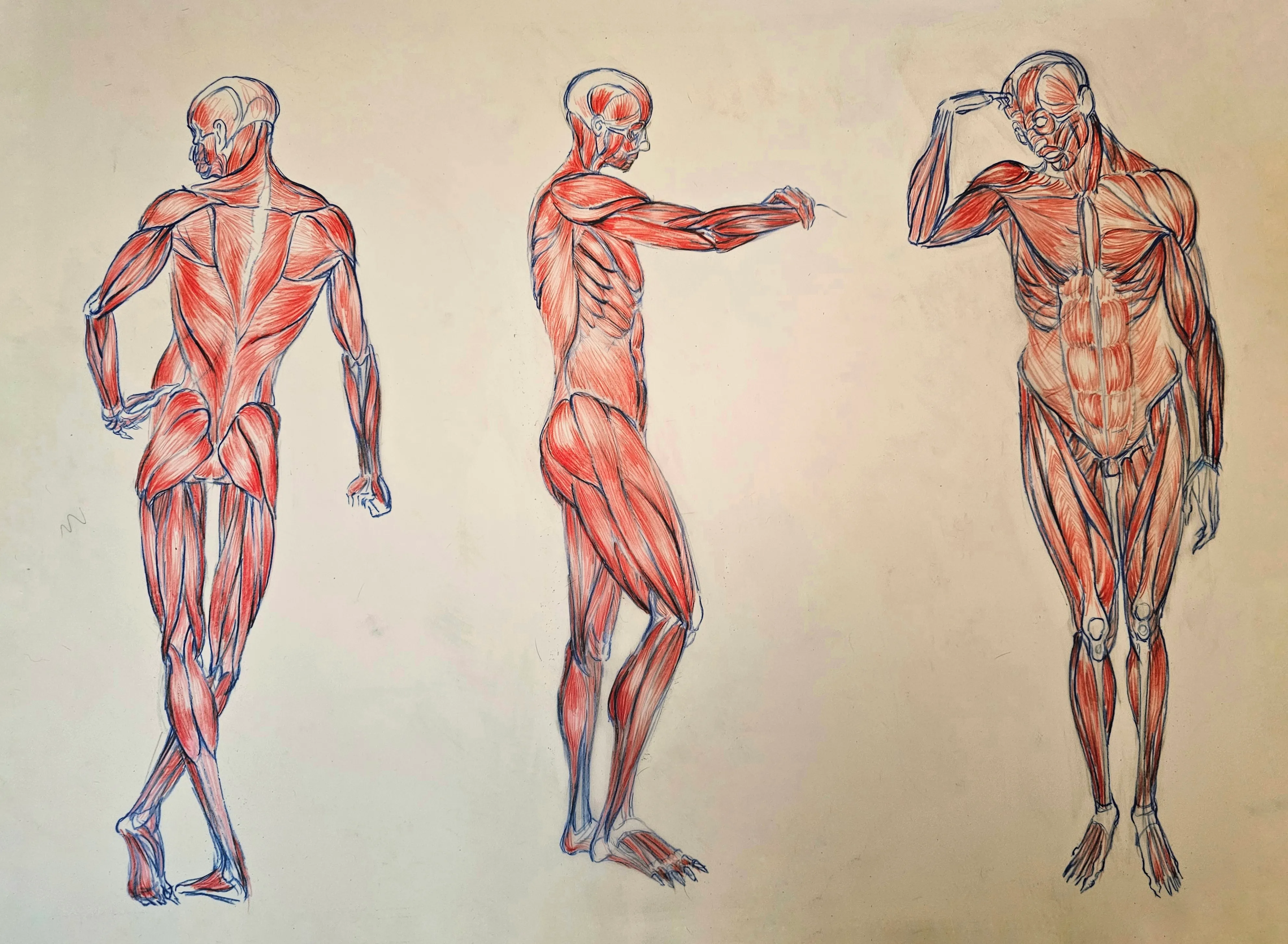 Anatomy Drawing 2